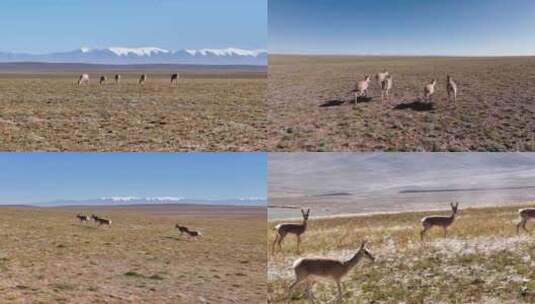 航拍青海高原上的藏羚羊群高清在线视频素材下载