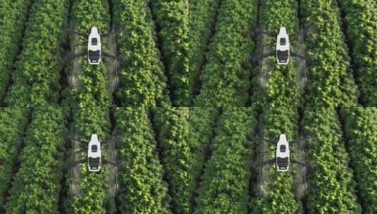 植保无人机在农业中的应用高清在线视频素材下载