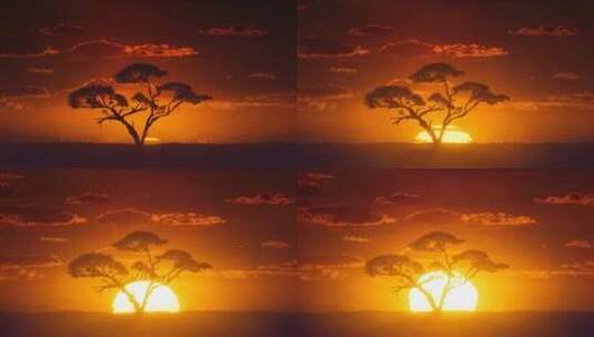 非洲太阳下日出相思树高清在线视频素材下载