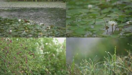 狗尾草 白茅 睡莲 牵牛花  自然风光高清在线视频素材下载