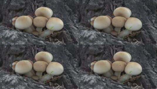 树木下生长的蘑菇高清在线视频素材下载