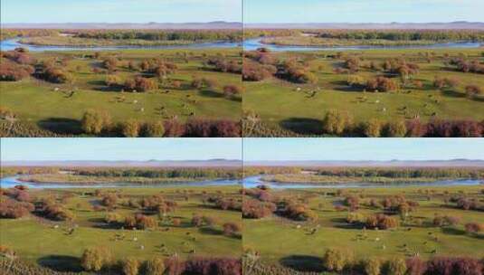 呼伦贝尔湿地牧场高清在线视频素材下载