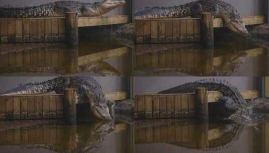 咸水鳄鱼从码头转身滑入水中-可怕高清在线视频素材下载
