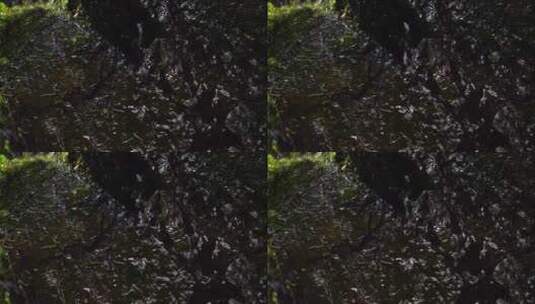 岩壁水滴苔藓高清在线视频素材下载