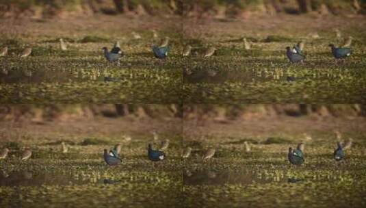 捕食性鸟类试图在湿地捕猎灰头水鹅高清在线视频素材下载