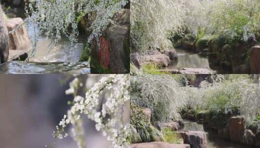 （合集）杭州茶叶博物馆春天雪柳盛开高清在线视频素材下载