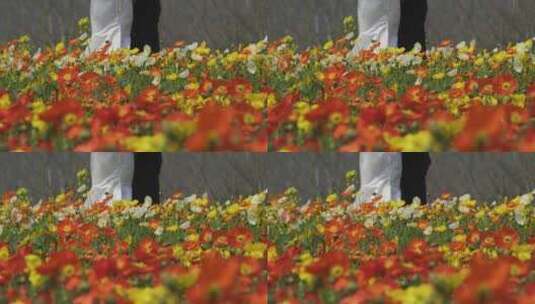春天城市公园盛开的五颜六色的鲜花花海高清在线视频素材下载