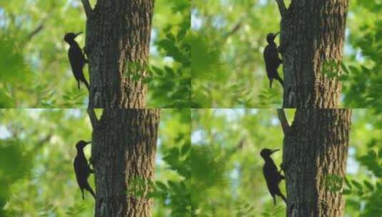 树上的黑色啄木鸟高清在线视频素材下载