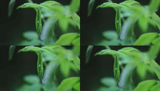 春雨润万物雨水雨滴水珠绿叶发芽高清在线视频素材下载