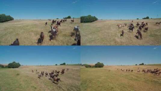 一群马在草地上奔跑，拍摄空中小车远景高清在线视频素材下载