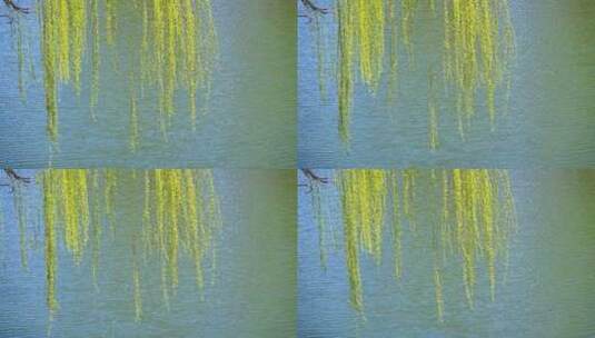春天绿色垂柳枝头与湖面背景特写高清在线视频素材下载