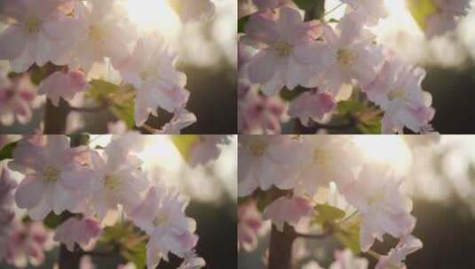春天花朵高清在线视频素材下载