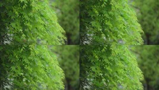 随风舞动的绿色枫树叶高清在线视频素材下载