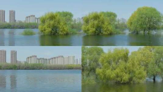 河流树木大桥春天嫩绿城市浑河南阳湖大桥高清在线视频素材下载