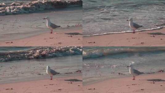 沙滩边的海鸥高清在线视频素材下载