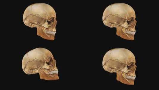 骷髅3d循环高清在线视频素材下载