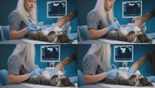 健康动物概念两名女兽医在兽医桌上检查兔子高清在线视频素材下载