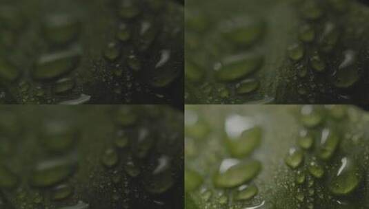 叶子上的雨滴特写高清在线视频素材下载