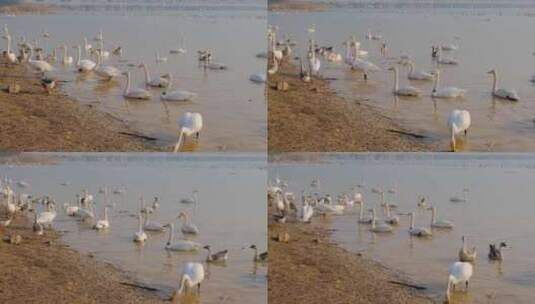 河南三门峡黄河天鹅湖湿地公园中的天鹅4K高清在线视频素材下载