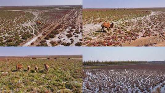 草原湿地白鹭骆驼野鸭子高清在线视频素材下载