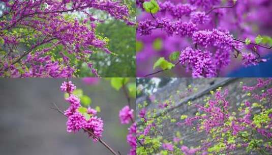 春季唯美紫荆花，紫荆花风景下雨素材高清在线视频素材下载