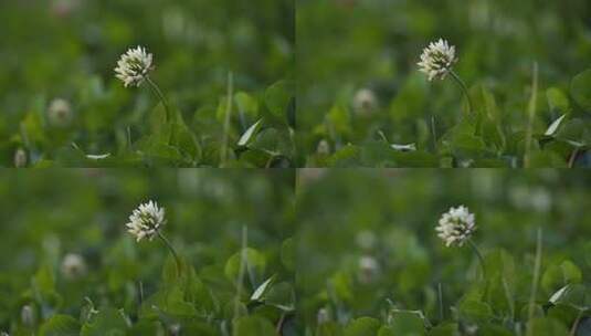 绿色 蒲公英 绿植 草 植物 花高清在线视频素材下载