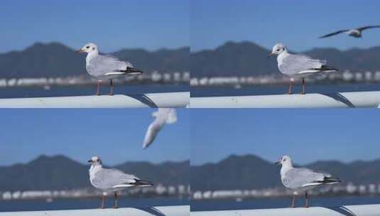 站在栏杆上休息的海鸥特写高清在线视频素材下载