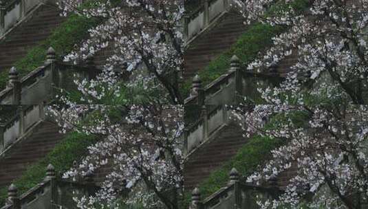 春雨绵绵美丽樱花高清在线视频素材下载