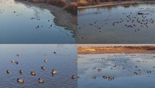 白鹭 野鸭 湖泊 湿地 保护环境 栖息地高清在线视频素材下载