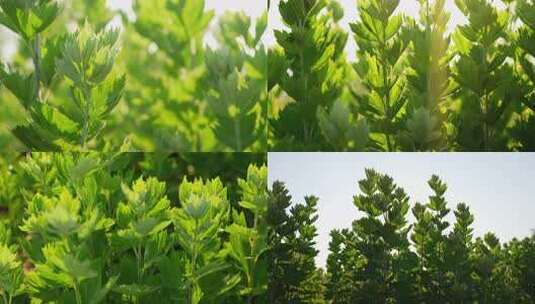 端午节艾草中医中药种植农业升格  合集高清在线视频素材下载