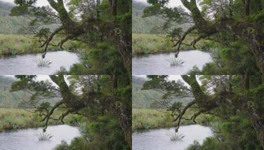 淹没野生植物的水沼泽高清在线视频素材下载