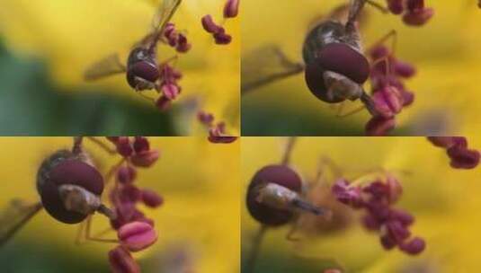 蜜蜂采蜜特写镜头高清在线视频素材下载