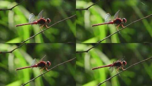 红蜻蜓栖息在小枝上的微距镜头高清在线视频素材下载