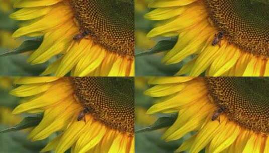  蜜蜂在黄花上采蜜的特写镜头高清在线视频素材下载