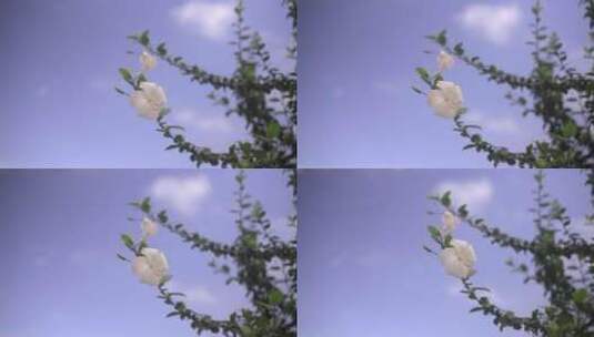 晴空下的花朵高清在线视频素材下载