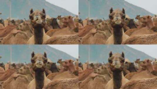骆驼咀嚼食物特写高清在线视频素材下载