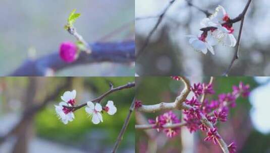 4k春天的花朵微距等高清在线视频素材下载
