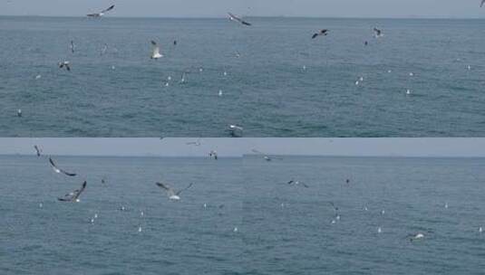 海滨城市海面上飞翔盘旋栖息的海鸥高清在线视频素材下载