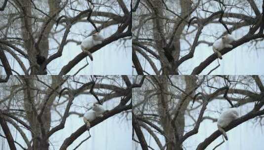初春北京北海公园内的猫高清在线视频素材下载