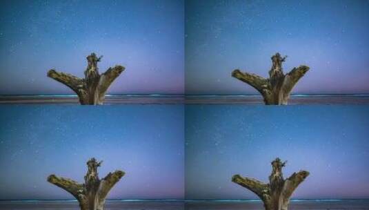 威海初村北海沙滩上的树根星空延时4K高清在线视频素材下载
