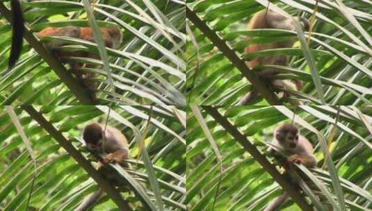 猴子在树上玩耍高清在线视频素材下载
