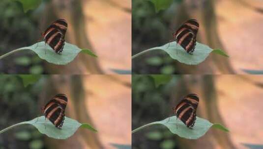叶子上的蝴蝶特写高清在线视频素材下载