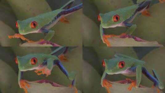 红眼树蛙的特写镜头高清在线视频素材下载