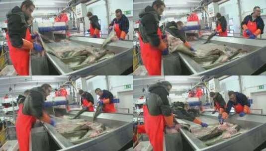 男人们在鱼加工厂的装配线上切割和清洗鱼高清在线视频素材下载