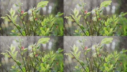 雨中的植物特写高清在线视频素材下载