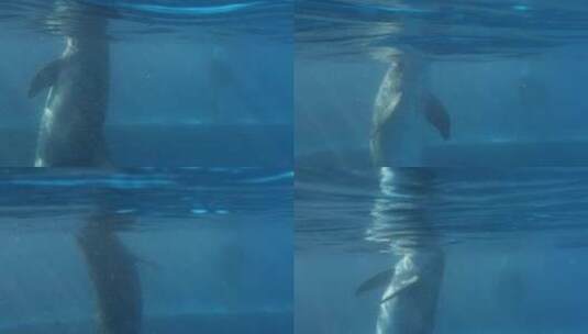 海豚在水下游泳的镜头高清在线视频素材下载