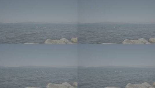 赛里木湖天鹅高清在线视频素材下载