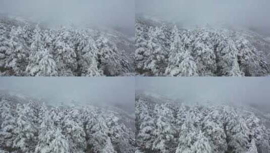 航拍湖北神农架冰雪雪松雪景高清在线视频素材下载