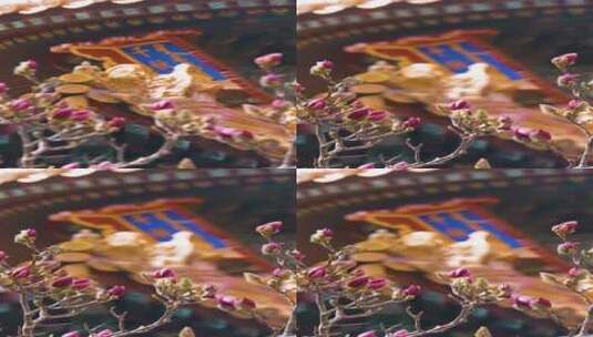 春暖花开唯美玉兰花-故宫-御花园-竖版高清在线视频素材下载