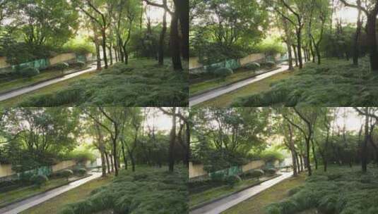 意境丛林阳光照射4K实拍素材高清在线视频素材下载